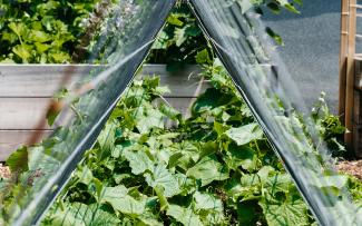 The cucumber plants are given support on their upward journey. © Avling Cucumber plants